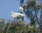 Snowy Egret