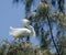 Snowy Egret