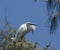 Snowy Egret