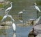 Snowy Egret