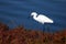 Snowy Egret