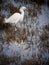 A Snowy Egret