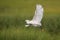 Snowy Egret