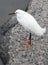 Snowy egret on alligator back