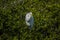 Snowy Egret Amidst the Greenery