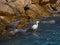 Snowy Egret as Waves Break on the Rocks