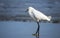 Snowy Egret in Atlantic Ocean beach