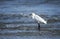 Snowy Egret in Atlantic Ocean waves