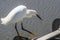 Snowy egret on the bay trail, south San Francisco bay area, California