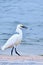 Snowy Egret on the Beach Foraging with a Crab in its Beak