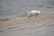 Snowy Egret on the Beach Foraging for a Meal