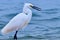 Snowy Egret on the Beach Foraging for a Meal with a Crab in its Beak