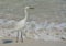 Snowy Egret on the beach of Johns pass at the Gulf of Mexico, Florida