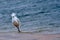 Snowy Egret on the Beach in the Wind with Ruffled Feathers