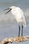 Snowy Egret with Beak Open