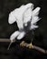 Snowy Egret bird close-up profile view perched with black contrast background. Angelic wings. Spread wings. Portrait. Picture.