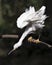 Snowy Egret bird close-up profile view perched with bokeh background. Angelic wings. Spread wings. Portrait. Picture. Image. Photo