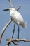 Snowy Egret bird in the Florida Everglades