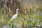 Snowy Egret bird foraging on Chase Prairie; Okefenokee Swamp National Wildlife Refuge, Georgia USA