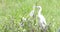 Snowy egret bird living in the lake.