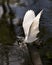 Snowy Egret bird Stock Photos. Image. Portrait. Picture. Beautiful white fluffy feathers plumage. Head in the water. Wings above