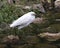 Snowy Egret bird Stock Photos. Image. Portrait. Picture. Beautiful white fluffy feathers plumage. Stepping on moss rocks. Foliage