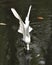 Snowy Egret bird Stock Photos. Image. Portrait. Picture. Close-up profile view. Head in the water. Stretch wings above water