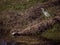 Snowy Egret and a Box Turtle on a Log