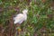 Snowy Egret in breeding plumage.Bombay Hook National Wildlife Refuge.Delaware.USA