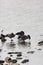 Snowy Egret and Canada Geese