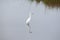 The snowy egret casts a reflection as it slowly hunts for food.