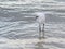 Snowy Egret Catches Small Fish