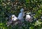 Snowy Egret Chicks