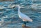 Snowy egret closeup back lit in surf line