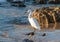 Snowy egret closeup isolated on rocky beach