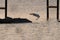 Snowy Egret coming in for a landing on rocks