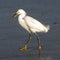 A Snowy Egret with a Crab in its Beak