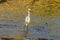 Snowy Egret dance at Huatulco.