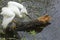 Snowy egret displaying breeding plumage on a submerged log, ever