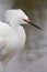 Snowy Egret Displaying plumage.