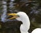 Snowy Egret eating fish