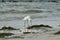 Snowy egret eating sea grass