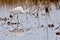 Snowy egret eating worm