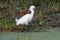 Snowy Egret (Egretta thula)