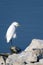 Snowy Egret, Egretta thula