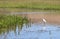 Snowy Egret, Egretta thula