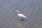 Snowy Egret, Egretta thula