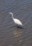 Snowy Egret, Egretta thula