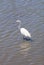 Snowy Egret, Egretta thula