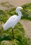 Snowy egret (Egretta thula)